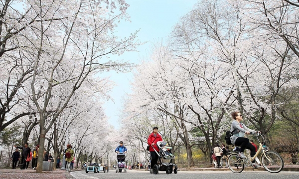 인천대공원 벚꽃. 이곳에선 4월 6일부터 7일까지 축제가 열린다. (사진=인천관광공사)copyright 데일리중앙